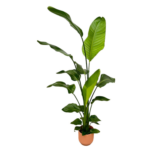 Strelitzia Nicolai  inklusive elho Vibes Fold Round roze - 130 cm - Ø18