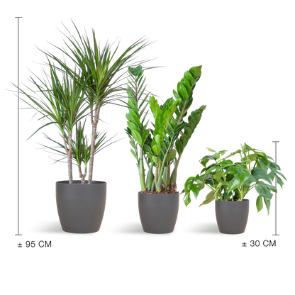 Shade Plant Box – medium – mit Vibers-Topf grau