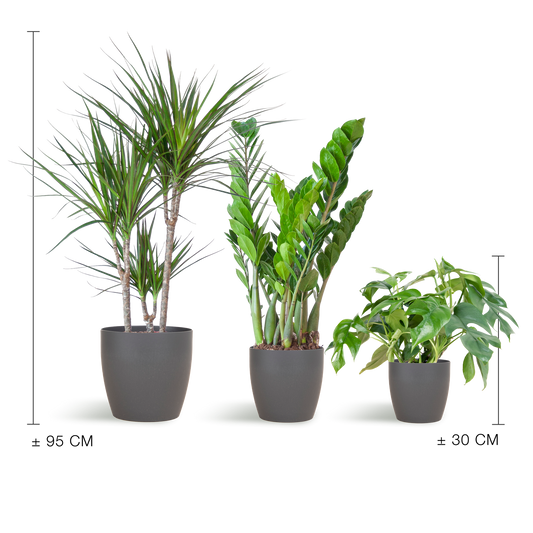 Shade Plant Box – medium – mit Vibers-Topf grau