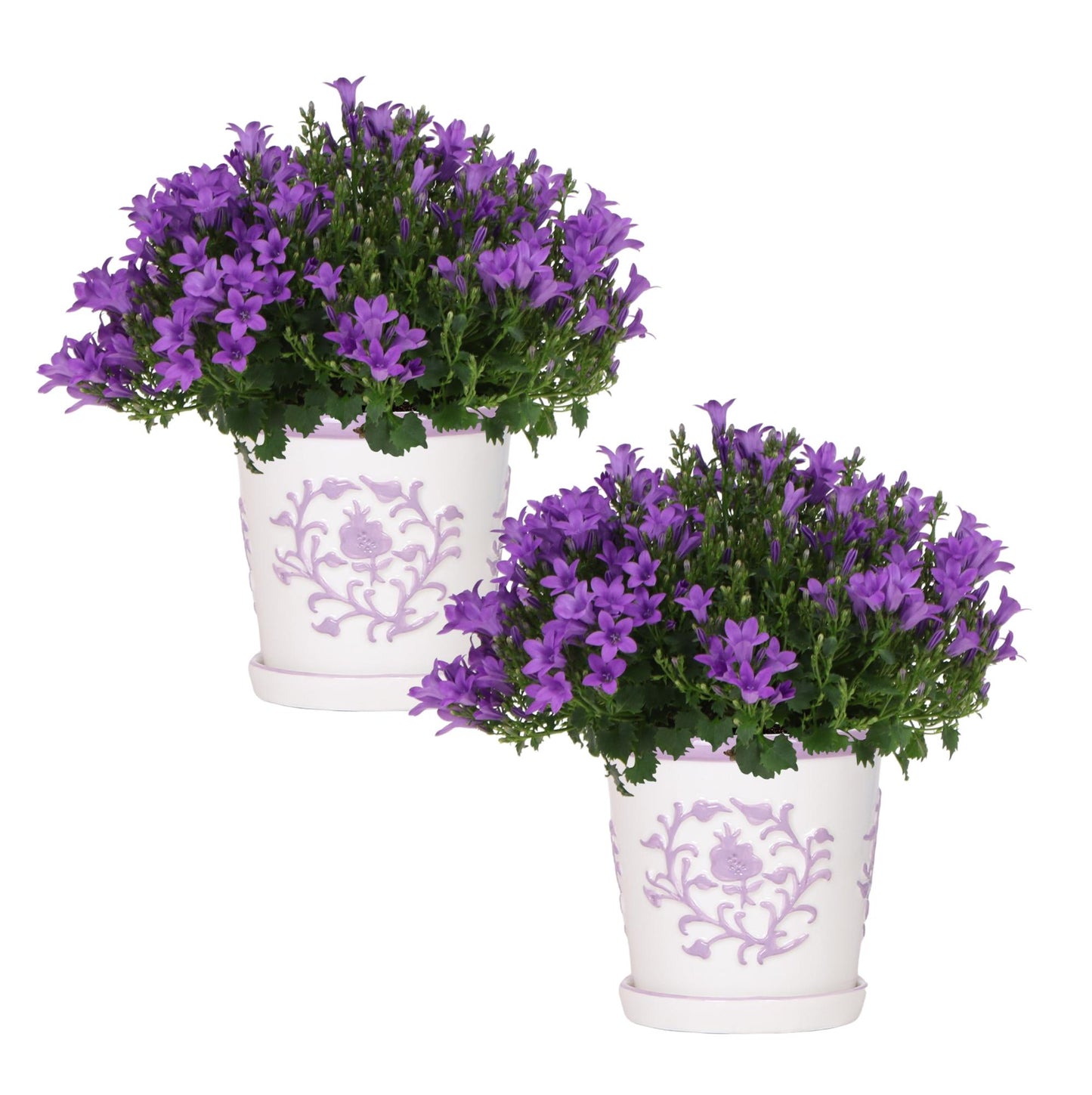 2x Campanula Addenda Ambella Intense Purple in Malaga-Dekotöpfen – Topfgröße 12 cm – Staude – winterhart