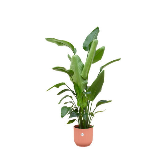 Strelitzia Nicolai  inklusive elho Vibes Fold Round roze - 180 cm - Ø30