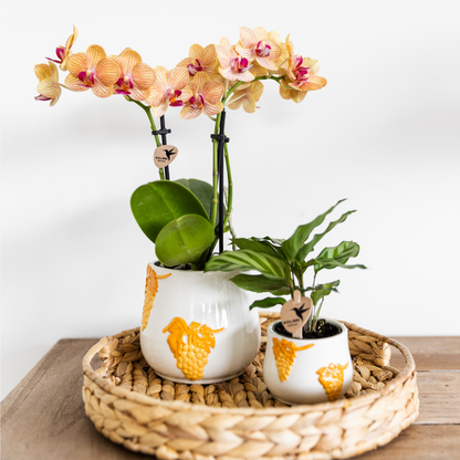 Orange Phalaenopsis-Orchidee Topfgröße Ø9cm | Jamaica | blühende Zimmerpflanze - frisch vom Züchter