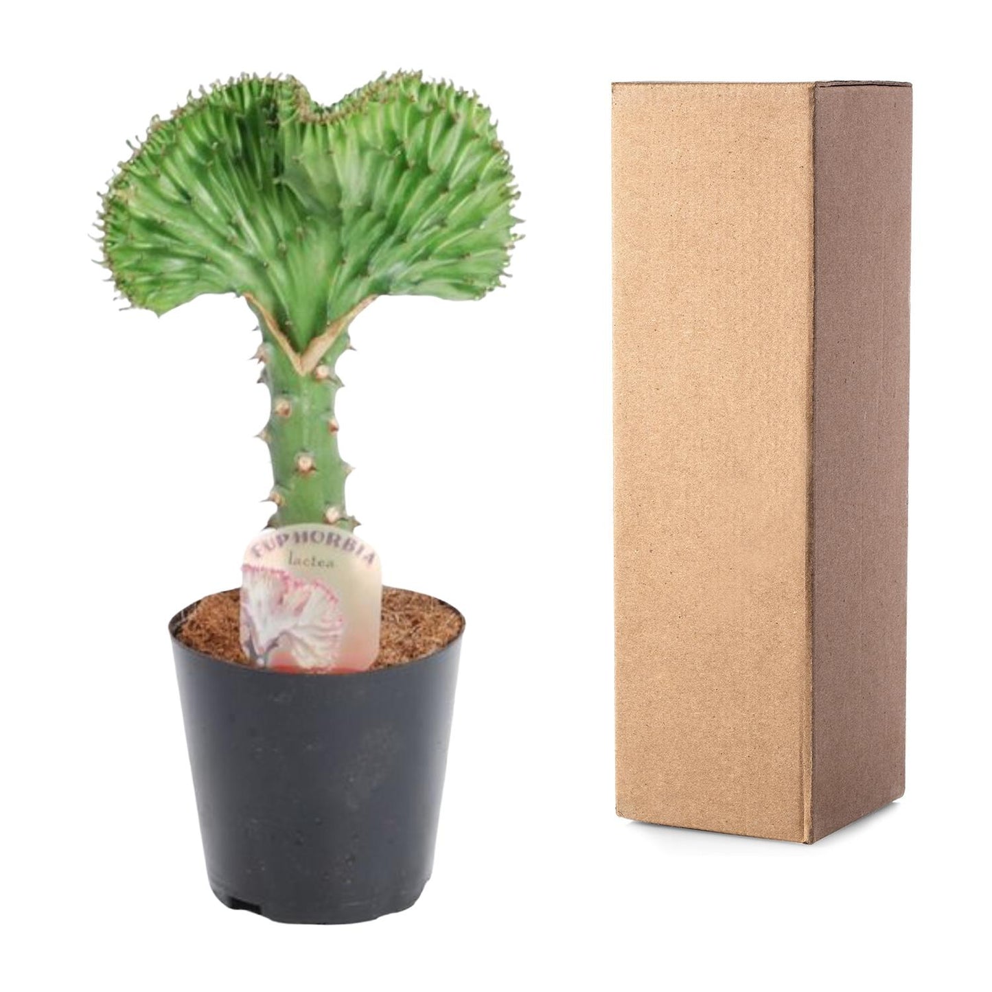 Euphorbia lactea Cristata grün - 30 cm - ø10,5
