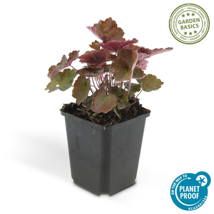 6x Purpurglöckchen 'Palace Purple' - ↕10-25cm - Ø9cm