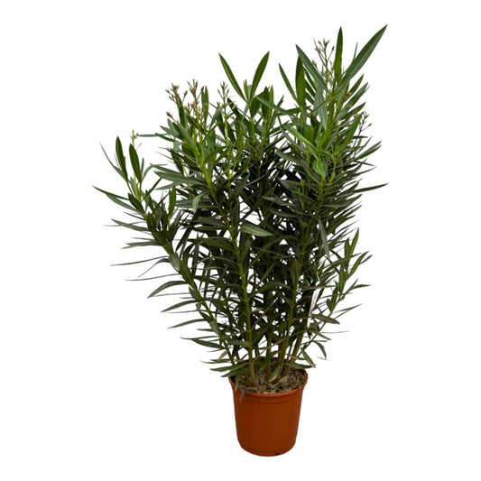 Nerium Oleander  mit rosa Blüte - 160 cm - Ø30cm