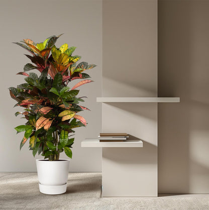 Codiaeum (Croton) Iceton verzweigt - 120 cm - Ø24cm