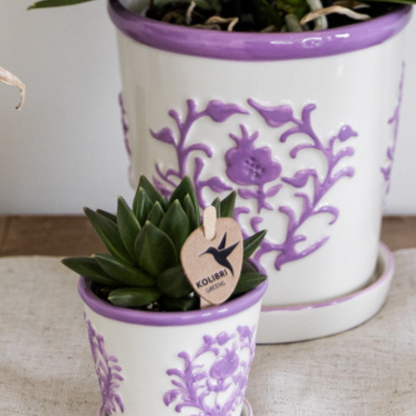 2x Campanula Addenda Ambella Intense Purple in Malaga-Dekotöpfen – Topfgröße 12 cm – Staude – winterhart