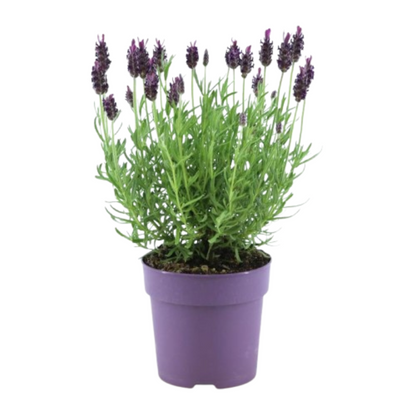 6x Schopflavendel 'Anouk'® - 12 cm pot - Set van 6 Franse Lavendels