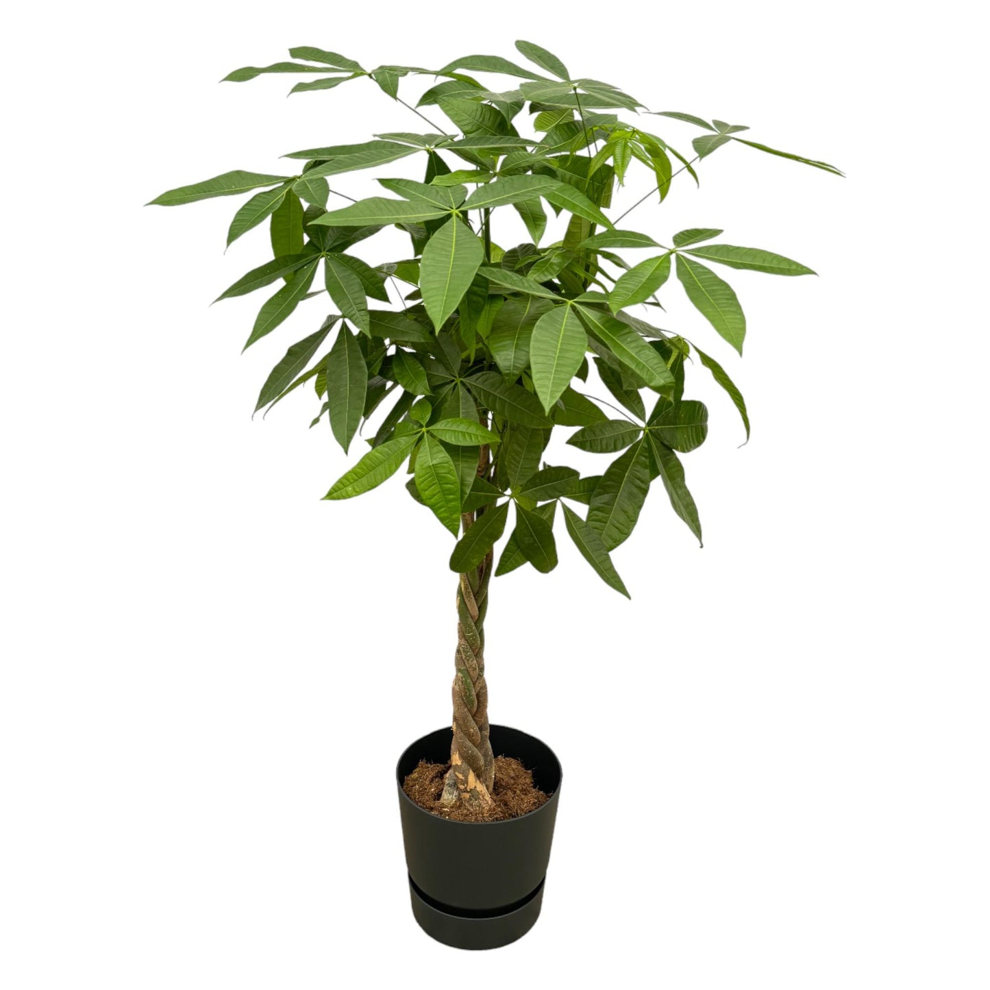 Pachira Aquatica  inklusive  elho Greenville Round zwart - 160cm - Ø30