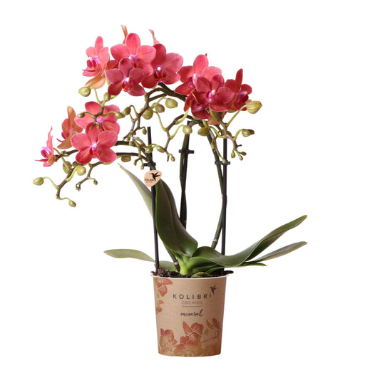 Rote Phalaenopsis-Orchidee - Kongo - Topfgröße Ø9cm |- frisch vom Züchter