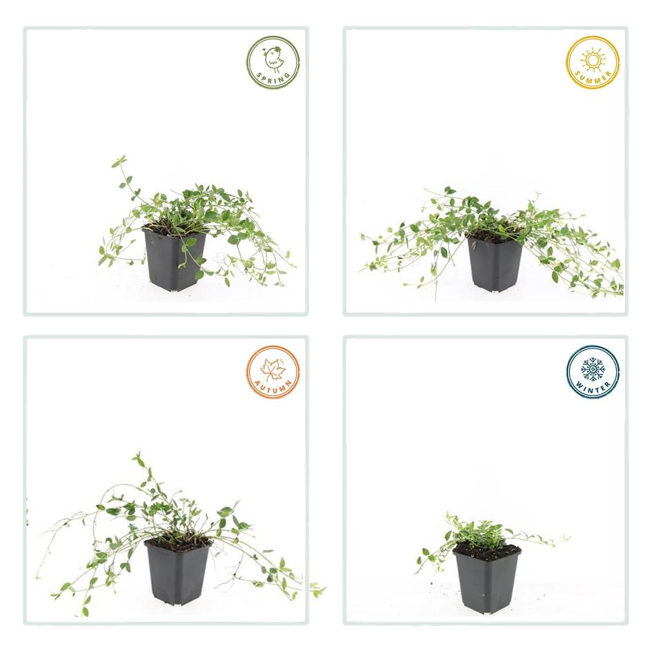 60x Kleines Immergün 'Gertrude Jekyll' - ↕10-25cm - Ø9cm