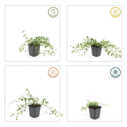 60x Kleines Immergün 'Gertrude Jekyll' - ↕10-25cm - Ø9cm