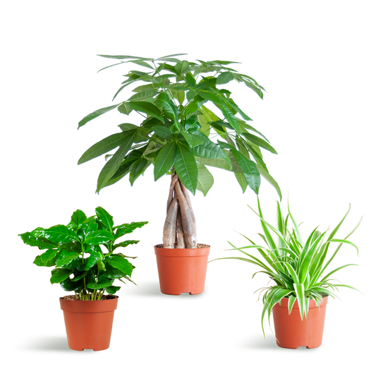 Tierfreundliche Plant Box - klein - ohne Dekotopf - Ø12