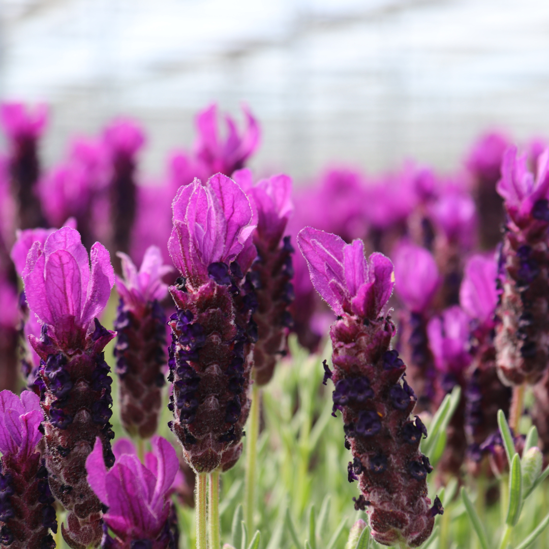 6x Schopflavendel 'Anouk'® - 12 cm pot - Set van 6 Franse Lavendels