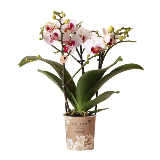 Weiße Phalaenopsis-Orchidee - Mineral Gibraltar - Ø9cm - frisch vom Züchter