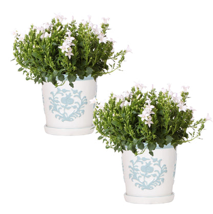 2x Campanula Addenda Ambella White in Malaga-Dekotöpfen – Topfgröße 12 cm – Staude – winterhart