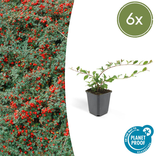 6x Teppichmispel 'Major'- ↕25cm - Ø9cm