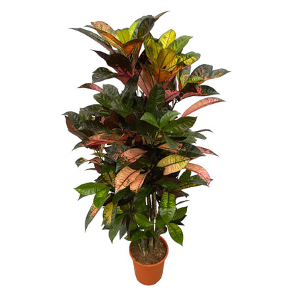 Codiaeum (Croton) Iceton verzweigt - 120 cm - Ø24cm