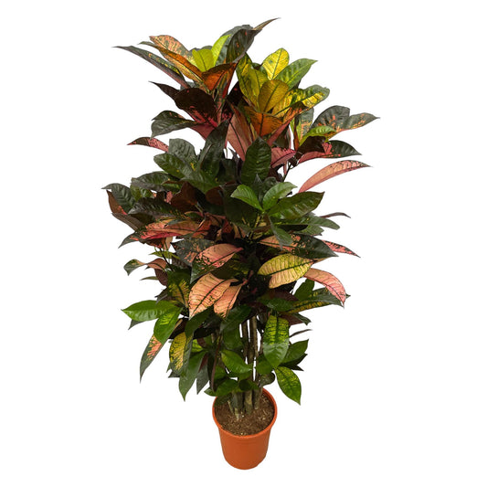 Codiaeum (Croton) Iceton verzweigt - 120 cm - Ø24cm