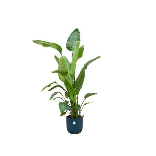 Strelitzia Nicolai  inklusive elho Vibes Fold Round blauw - 160cm - Ø30