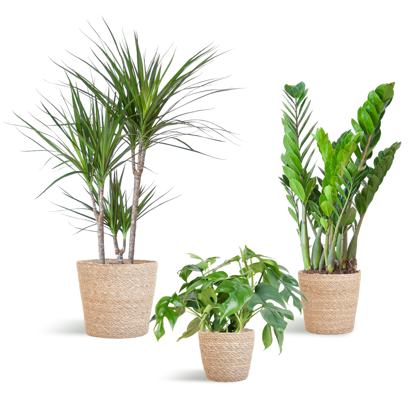 Schattenpflanzkasten - medium - mit Korb Sofia