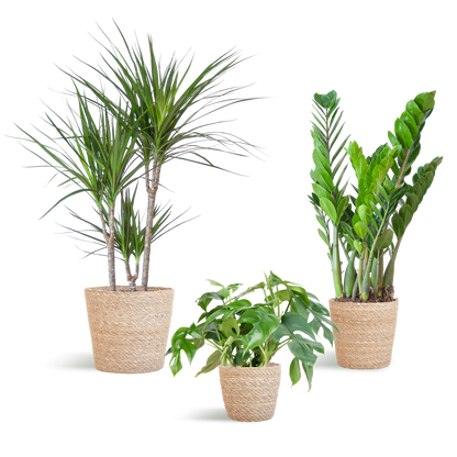 Schattenpflanzkasten - medium - mit Korb Sofia