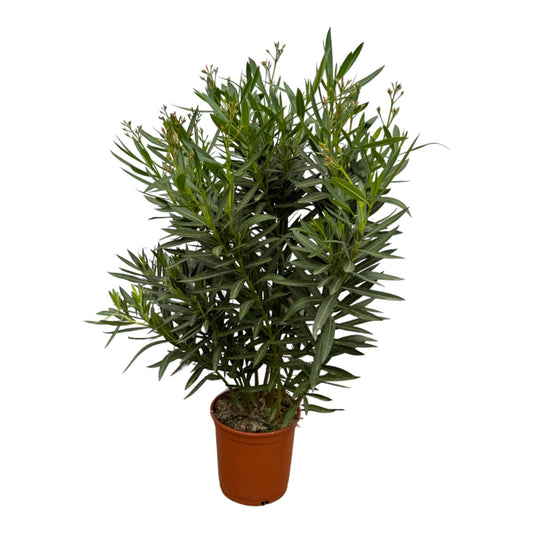 Nerium Oleander mit roter Blüte - 160 cm - Ø30cm