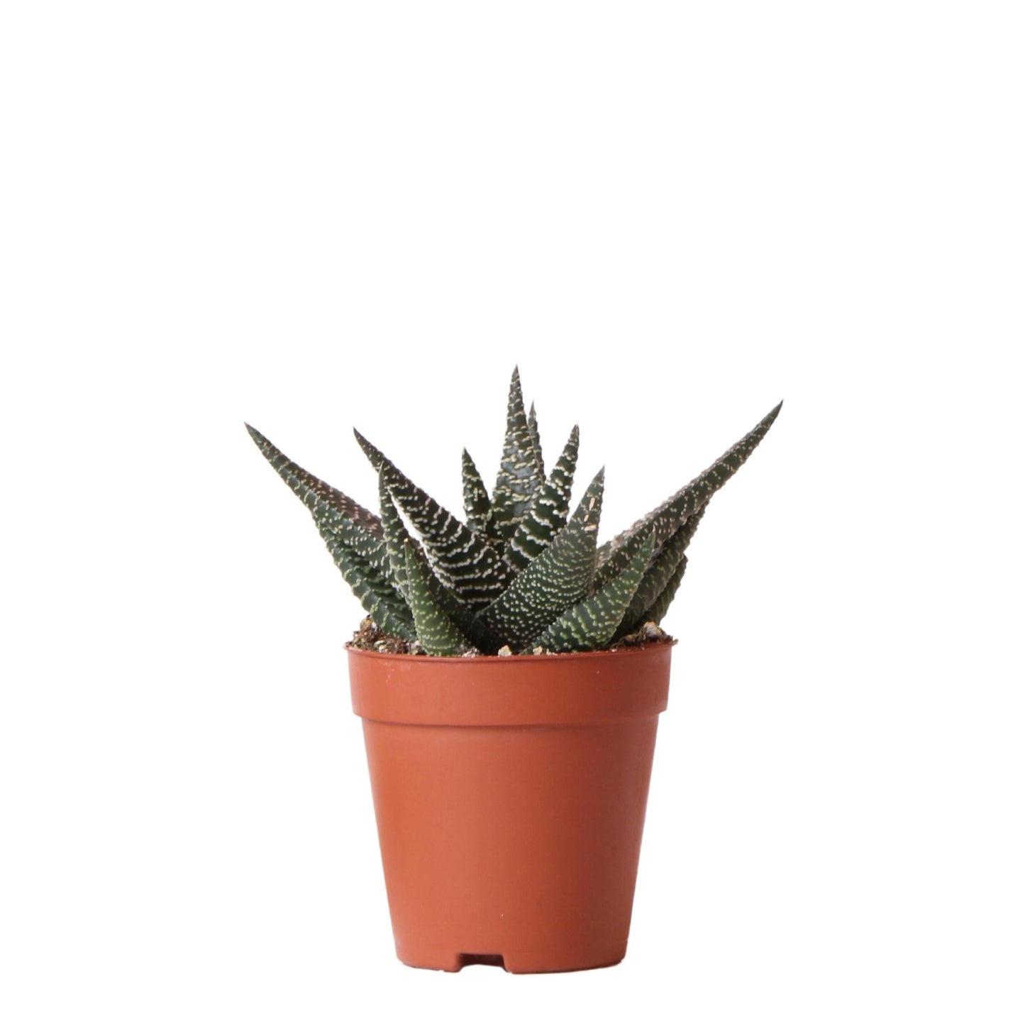 Sukkulente Haworthia Royal Highnness - Ø9cm - frisch aus der Gärtnerei