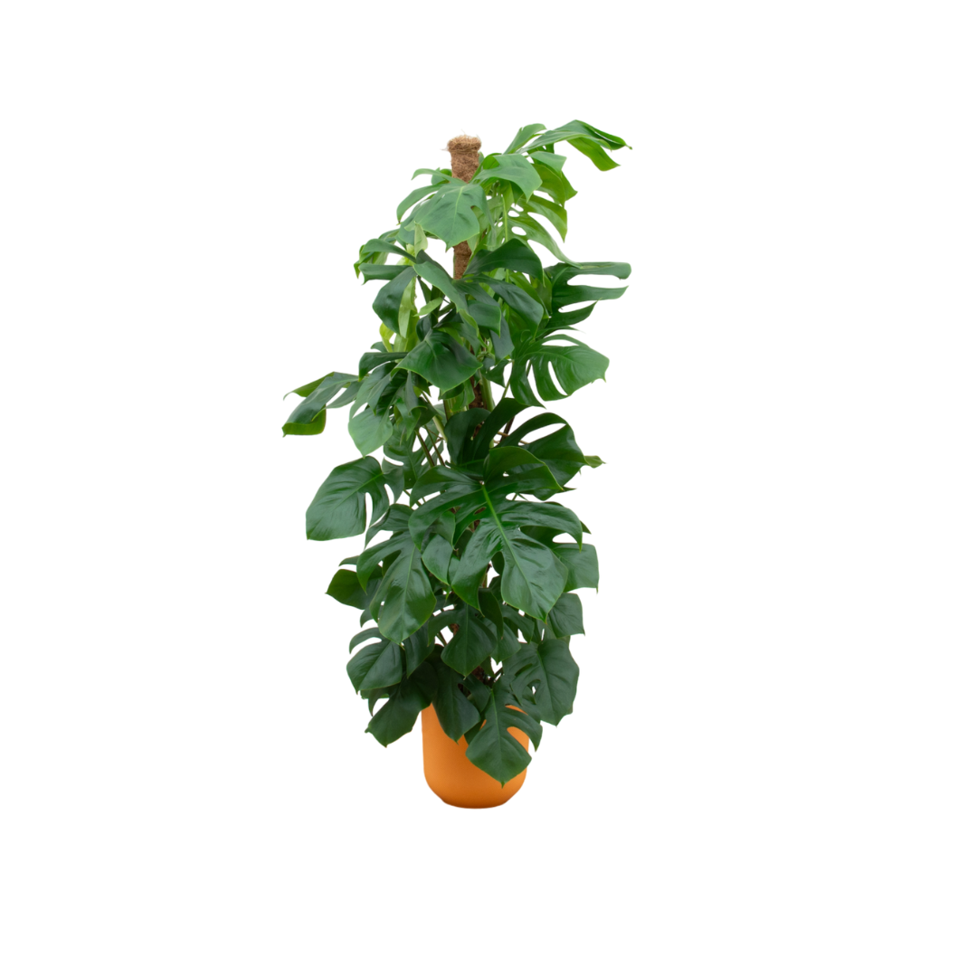 Combi deal - Monstera Pertusum XL  inklusive elho Jazz Round geel Ø26 - 150 cm