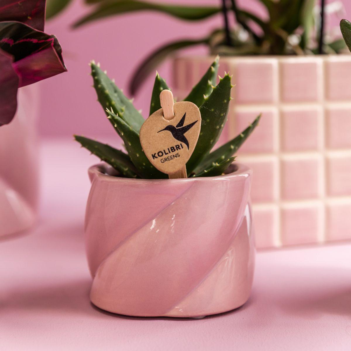 Kolibri Company | Pflanzenset Valentinstag 'Candy' | Rosa Phalaenopsis Orchidee Portugal und Sukkulente inkl. Keramik-Dekotöpfen
