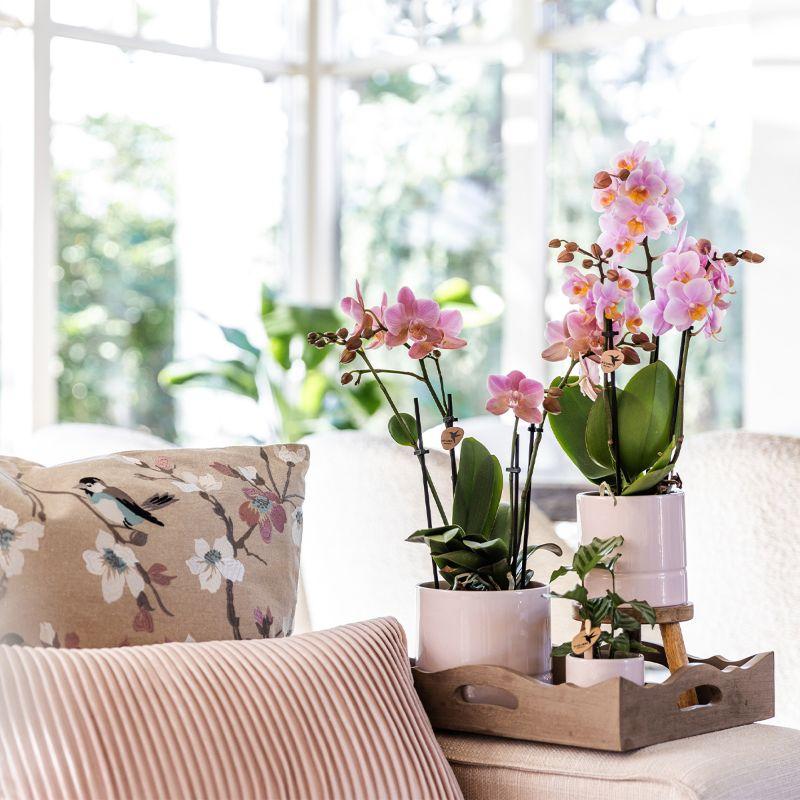 Rosa Phalaenopsis Orchidee - Andorra - Topfgröße Ø9cm | blühende Zimmerpflanze - frisch vom Züchter