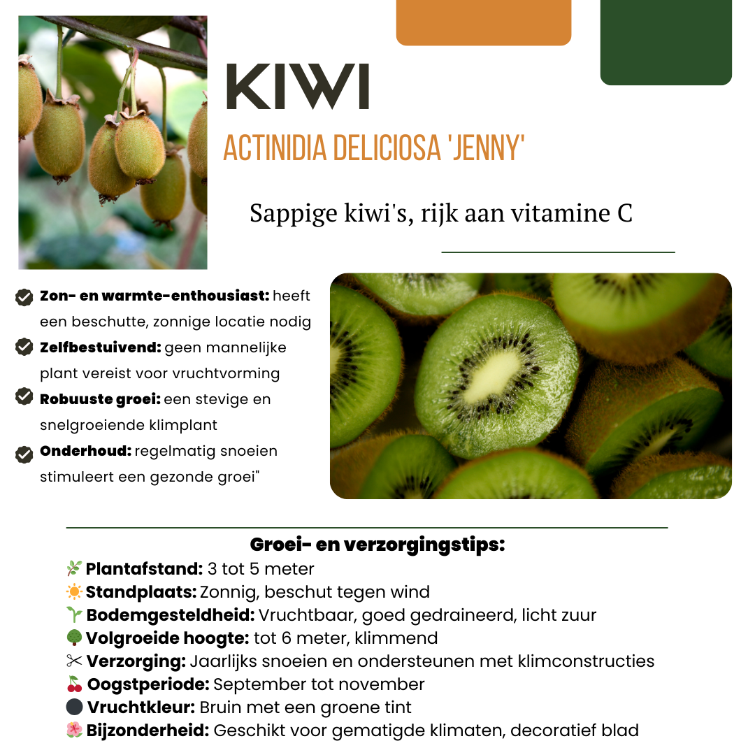 3 x Biologische Kiwipflanzen - Ø 13 cm - ↨ 20 cm