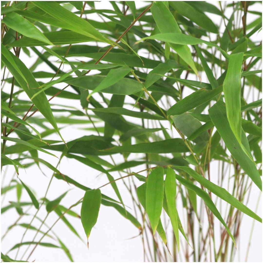 6x Gartenbambus 'Rufa'  Ø13 cm - ↕25 cm Bamboe
