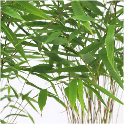 6x Gartenbambus 'Rufa'  Ø13 cm - ↕25 cm Bamboe