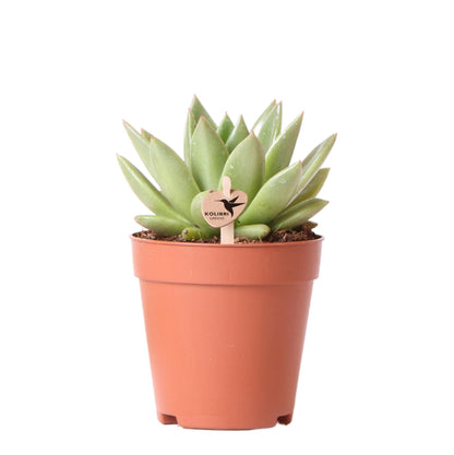 Sukkulente Echeveria Miranda - frisch aus der Gärtnerei - Ø9cm