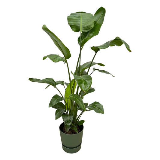Strelitzia Nicolai  inklusive elho Greenville Round groen - 160cm - Ø30