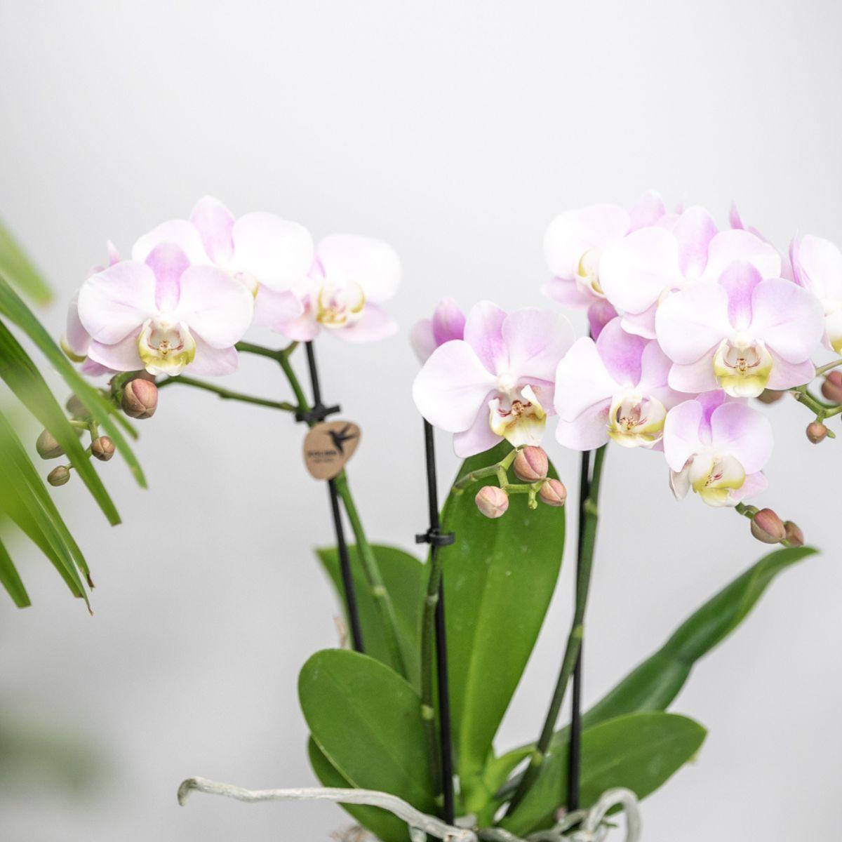 Kolibri Company | Pflanzenset Valentinstag 'Candy' | Rosa Phalaenopsis Orchidee Portugal und Sukkulente inkl. Keramik-Dekotöpfen