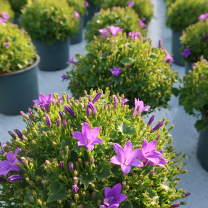 2x Campanula Addenda Ambella Intense Purple in Malaga-Dekotöpfen – Topfgröße 12 cm – Staude – winterhart