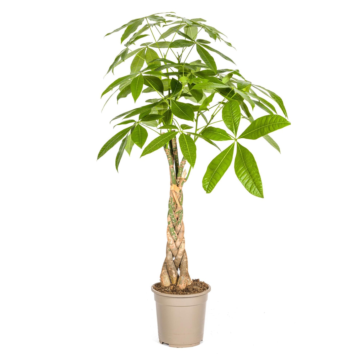 Pachira Aquatica Ø21cm - ↕90 - 110cm