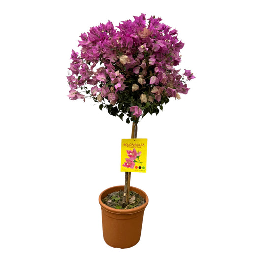 Bougainvillea Hochstamm - 100 cm - Ø21cm