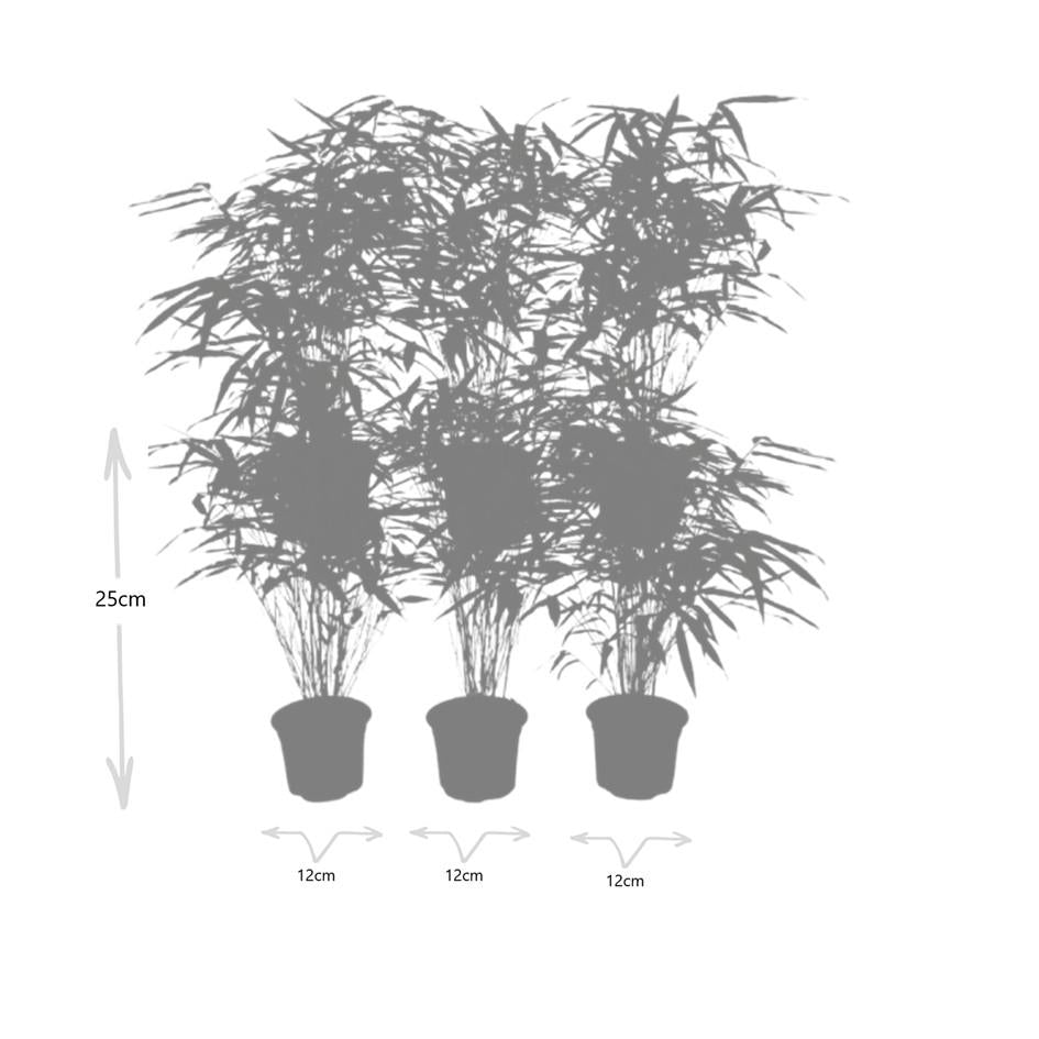6x Gartenbambus 'Rufa'  Ø13 cm - ↕25 cm Bamboe