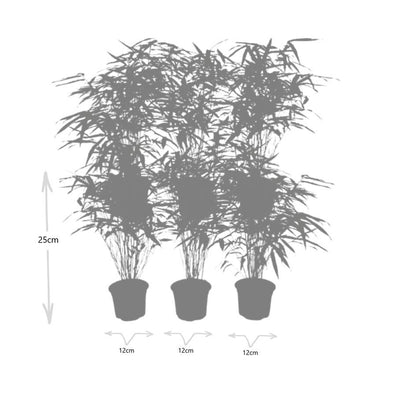 6x Gartenbambus 'Rufa'  Ø13 cm - ↕25 cm Bamboe