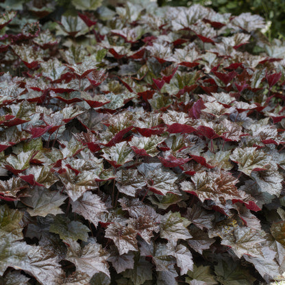 6x Purpurglöckchen 'Palace Purple' - ↕10-25cm - Ø9cm