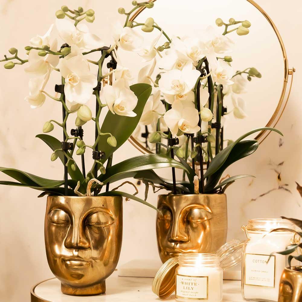 weiße Phalaenopsis-Orchidee - Niagara Fall - Ø9cm - frisch vom Züchter