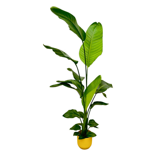 Strelitzia Nicolai  inklusive elho Vibes Fold Round geel - 130 cm - Ø18