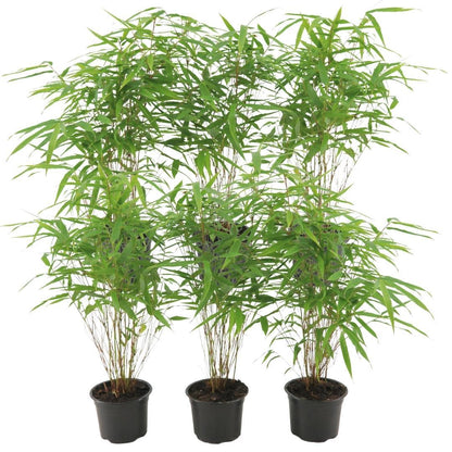 6x Gartenbambus 'Rufa'  Ø13 cm - ↕25 cm Bamboe