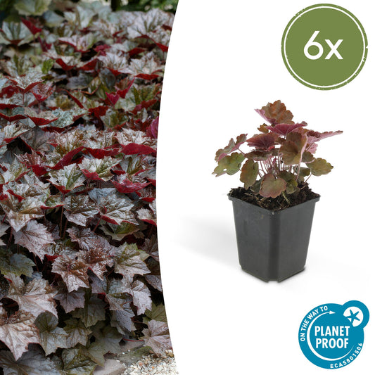 6x Purpurglöckchen 'Palace Purple' - ↕10-25cm - Ø9cm