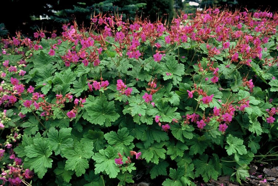 60x Duftender Storchschnabel 'Czakor' - ↕10-25cm - Ø9cm