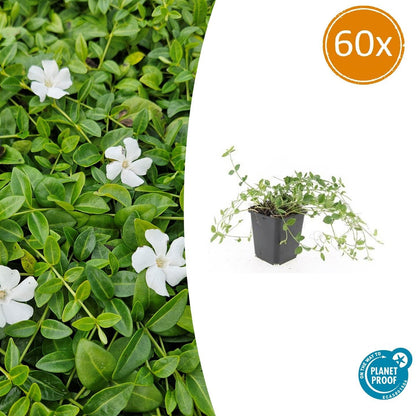 60x Kleines Immergün 'Gertrude Jekyll' - ↕10-25cm - Ø9cm