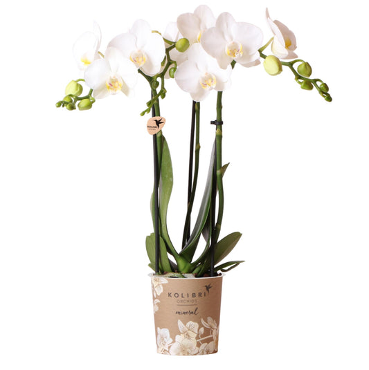 weiße Phalaenopsis-Orchidee - Amabilis - Topfgröße Ø9cm | blühende Zimmerpflanze - frisch vom Züchter